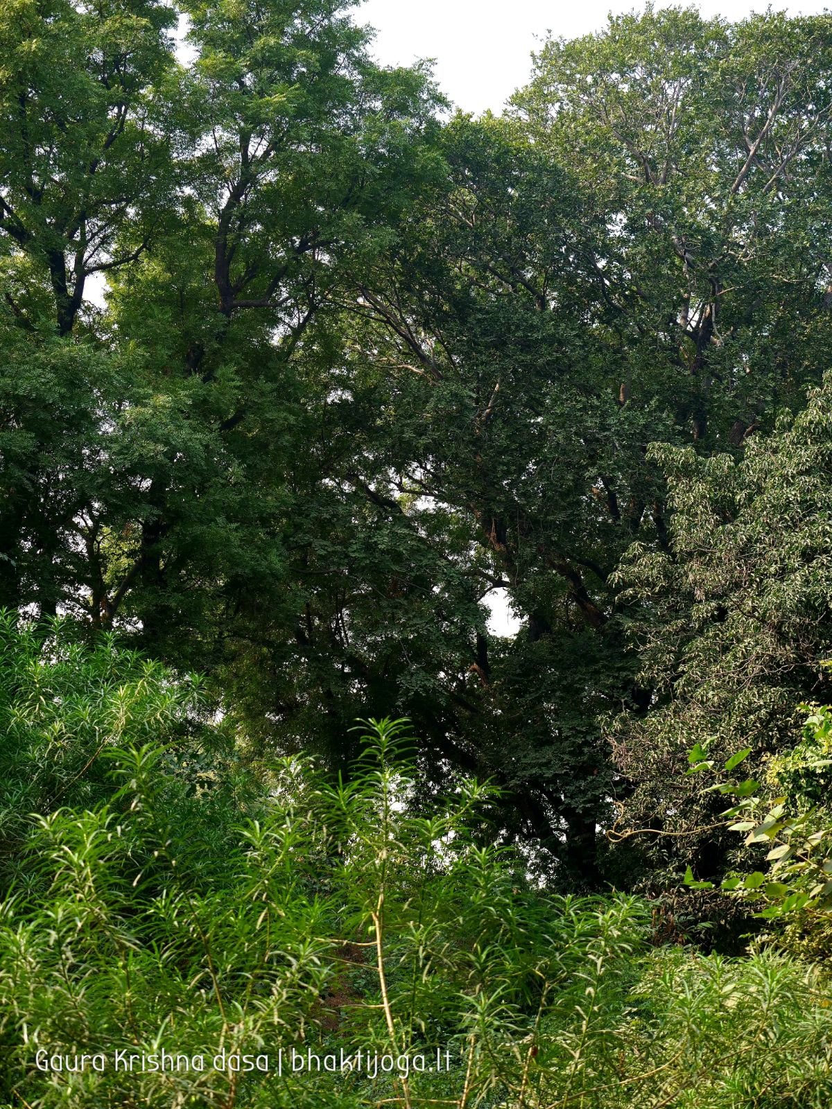  Varshana parikrama and preaching. 2019.12.10